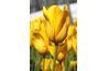 La tulipe jaune's symbolism has changed with time.