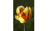 Tulipes panachées ont un modèle multi-couleur distinctive et signifient beaux yeux.