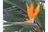 Oiseau orange, typique de paradis (Strelitzia reginae) fleurissent