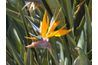 Strelitzia reginae var. Mandelas's Gold, with yellow blooms instead of orange