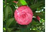 Camellia japonica Rebecca Scobee