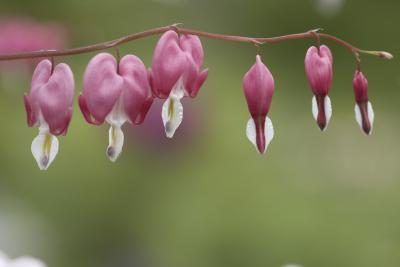 Bleeding Hearts, comme la plupart des fleurs de temps froid, la floraison au printemps.