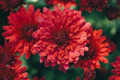 Les chrysanthèmes sont maintenant disponibles dans des couleurs comme le rouge.