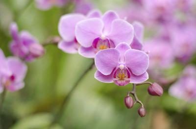 Les orchidées sont une monocotylédone.