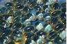 Pilules de vitamine B ressemblent à des perles claires