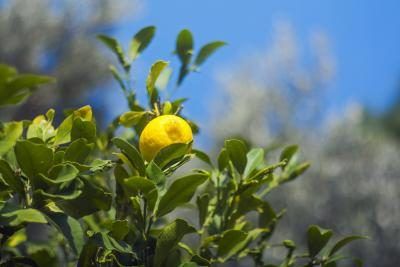 Façons d'utiliser les feuilles Lemon Tree