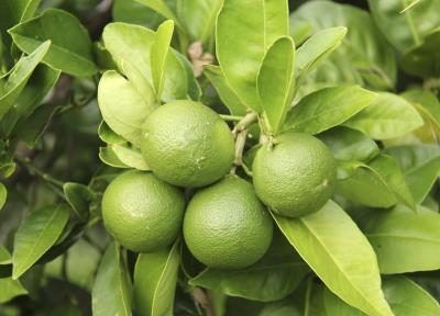 Feuilles de citron sont fréquemment utilisés dans la cuisine thaï.