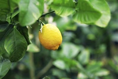 Envisagez de planter votre propre arbre de citron à l'intérieur.