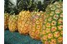 Les ananas frais éliminer le mucus du corps