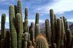 poils de cactus de minimiser la perte d'eau, une adaptation à l'environnement désertique.