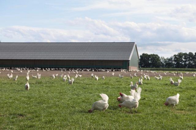 Un élevage de poulets en libre parcours.
