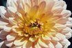 Fleurs de chrysanthème grandissent dans un tableau de couleurs brillantes.