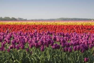 Un champ de la tulipe multicolore