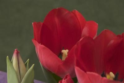 Bloosoms de tulipes rouges