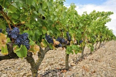 Vineyards sont abondantes en Espagne.