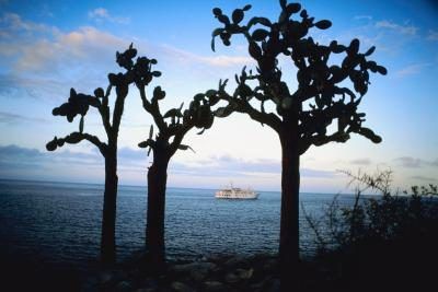 Les arbres sur les îles Galapagos