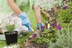 Utilisez une variété de plantes pour remplir votre chalet de jardin.