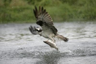 Un balbuzard pêcheur attrape un poisson avec ses griffes.