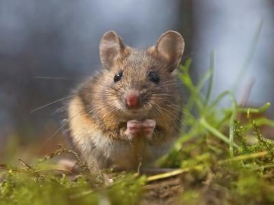 Les souris sont connus pour faire un repas de hostas' leaves.