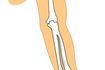 Dans cette illustration, l'articulation du coude est constituée de l'humérus distal et proximal rayon / cubitus extrémités osseuses.