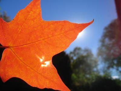 Autumn leaf couvrant soleil