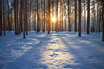 Winter forest avec mettre le soleil à travers les arbres