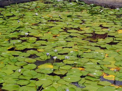 Lily American Water invasive peut former une monoculture dans de nombreux habitats introduites, étouffant toute autre vie de la plante.