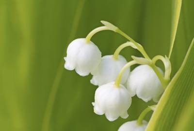Gros plan d'une Lily of the Valley.