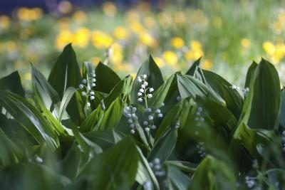 Lily of the Valley dans un jardin.
