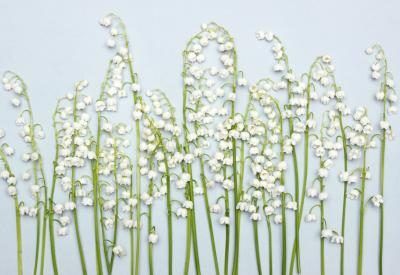 Fragrant Lily of the Valley fleurs.