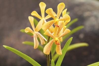 jaune orchidées Mokara