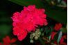 Cette fleur rouge familier est vendu partout comme un géranium.