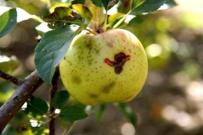 Météo affecte les récoltes de pommes comme la grêle.