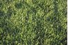 Lisez les instructions d'herbicides attentivement pour éviter d'endommager votre pelouse.