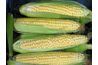 Le maïs GM est conçu pour produire des plantes qui sont presque identiques.
