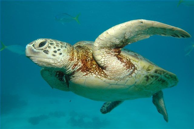 Une tortue de mer nage dans la Grande Barrière de Corail.