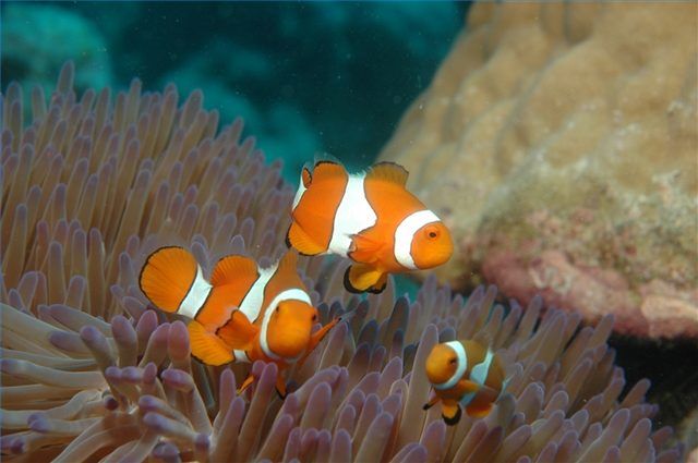 Les récifs coralliens sont une ressource médicale importante.
