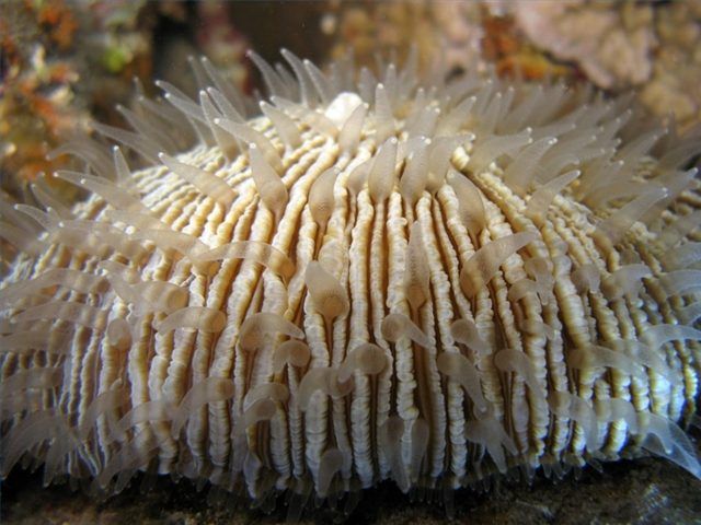 Tousands d'espèces comme forme de champignon récifs coralliens.