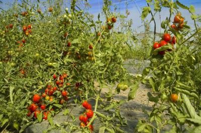 plants de tomates dans le domaine