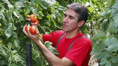 jardinier avec des tomates