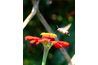 Fleurs rougeâtres ont tendance à attirer les colibris.