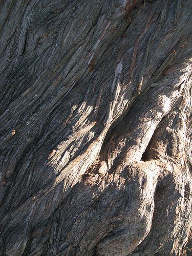 Close-up d'écorce d'arbre