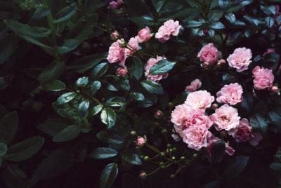 rose brousse