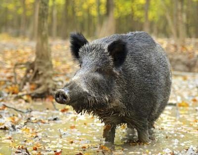 Un porc sauvage se promène dans un marais à l'automne.