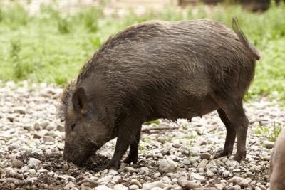 Un porc sauvage creuse dans le sol à la recherche de nourriture.