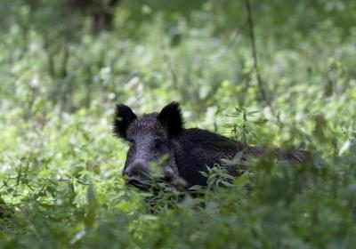 Un porc sauvage se promène à travers les buissons verdoyants en été.