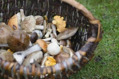 Un assortiment de champignons comestibles dans un panier sur l'herbe.