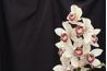 Une pulvérisation de fleurs d'orchidées cymbidium