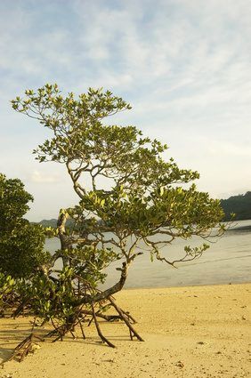 La mangrove noir est un natif de la Floride et se développe en Floride's zone 10.