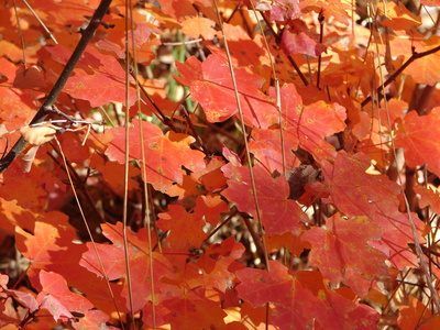 Arizona's Rocky Mountin maple is one example of a native tree perfectly suited for zone 10.